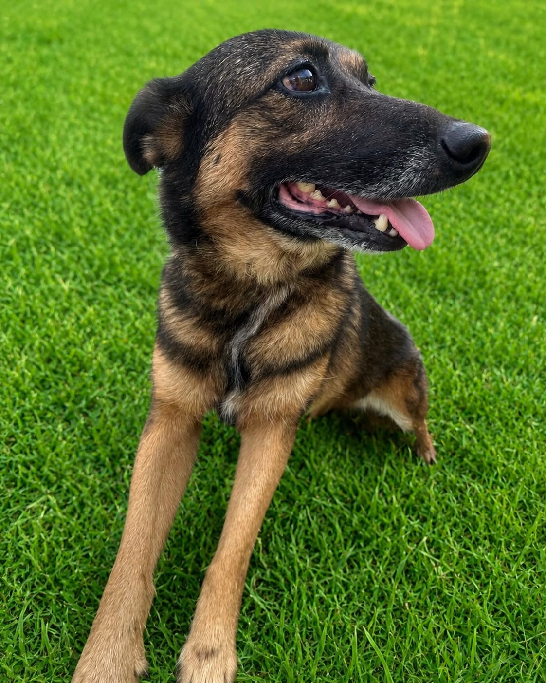 Fofinha, cadela disponível para adoção no abrigo Estrela Dalva em Jaraguá do Sul.