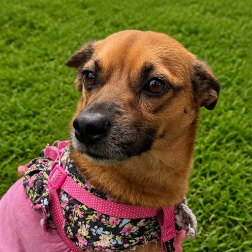 Kate, cadela de porte pequeno disponível para adoção no abrigo Estrela Dalva em Jaraguá do Sul.
