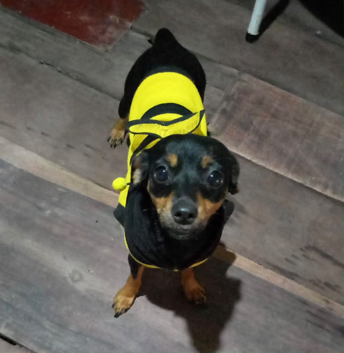 Lessie, cadela de porte pequeno disponível para adoção em Jaraguá do Sul