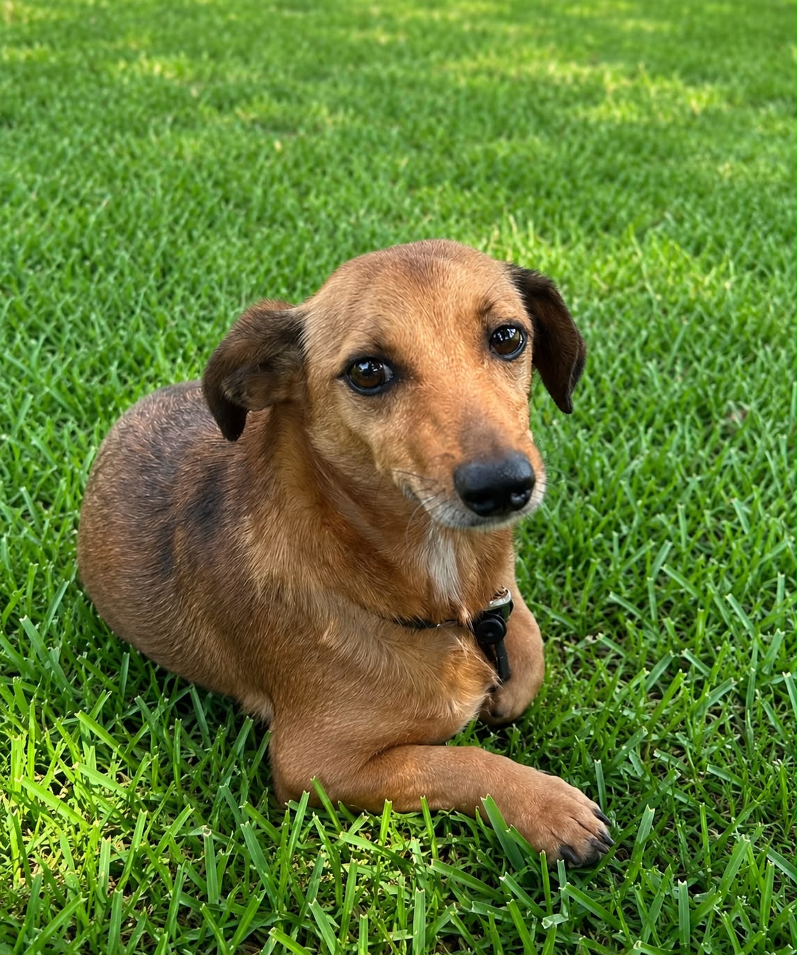 Lilly, cadela de porte pequeno disponível para adoção no abrigo Estrela Dalva