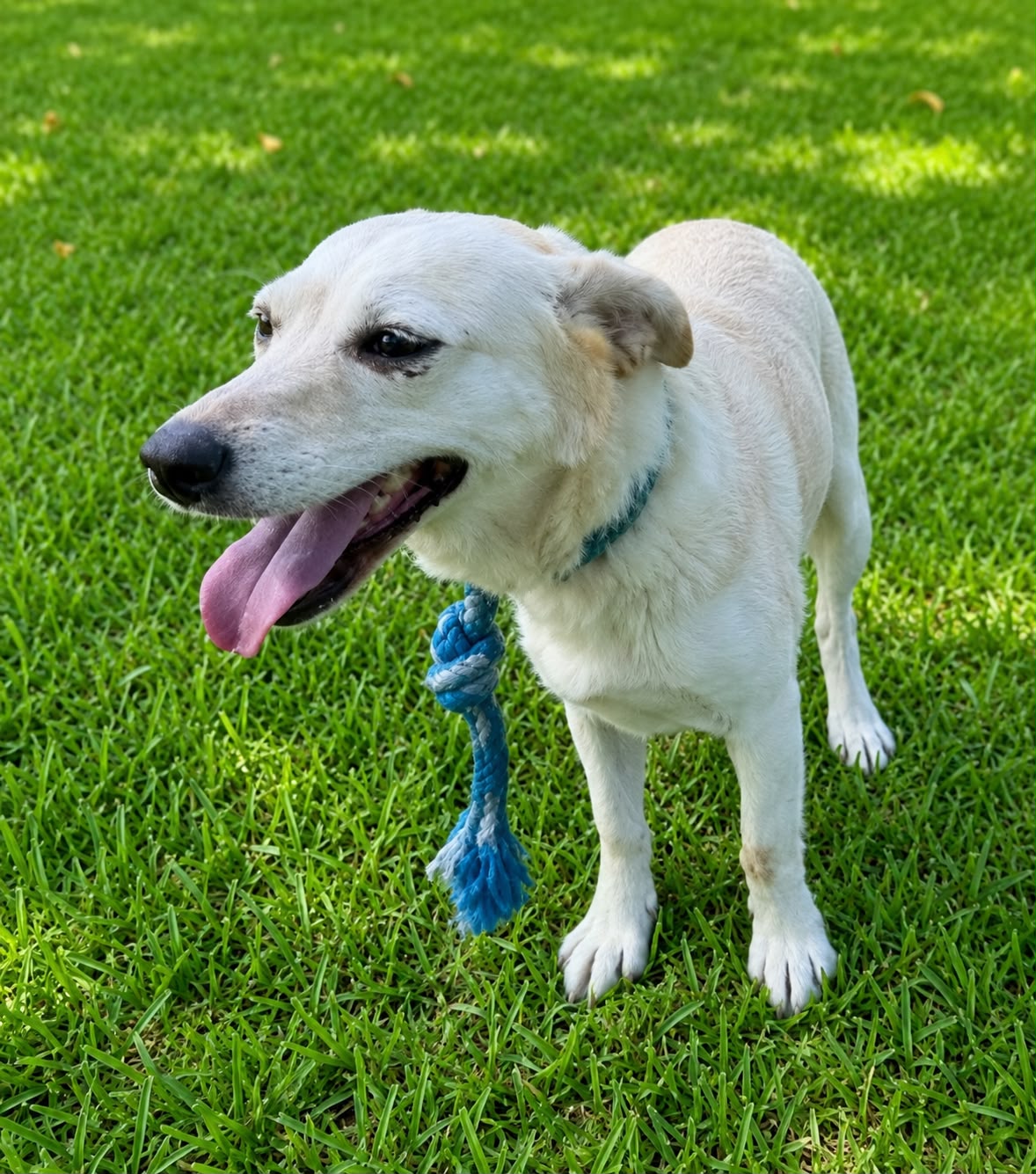 Linda, cadela disponível para adoção no abrigo Estrela Dalva