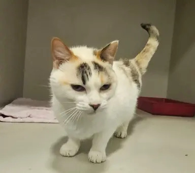 Manu, gata disponível para adoção pela Fujama em Jaraguá do Sul.