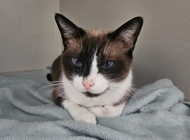 Marie, gata disponível para adoção pela Fujama em Jaraguá do Sul.