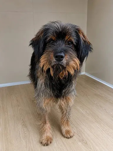 Cachorro Mustaf disponível para adoção pela Fujama em Jaraguá do Sul