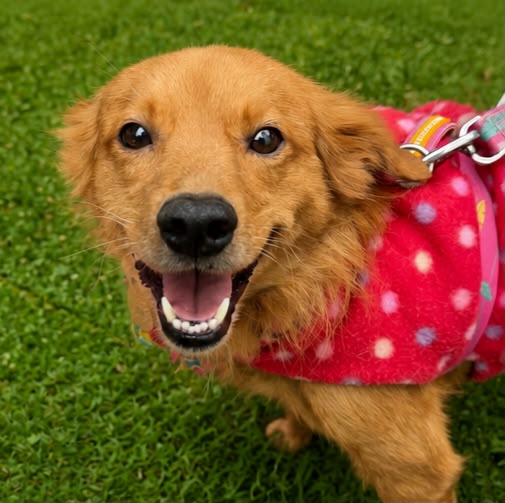 Péquinho, cão de porte médio disponível para adoção no abrigo Estrela Dalva em Jaraguá do Sul.