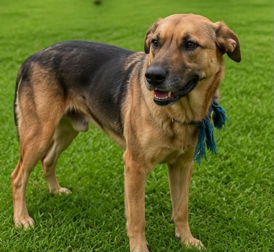 Pingo, cão disponível para adoção no abrigo Estrela Dalva em Jaraguá do Sul.