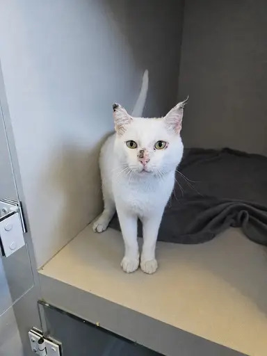 Gato Ricota disponível para adoção pela Fujama em Jaraguá do Sul