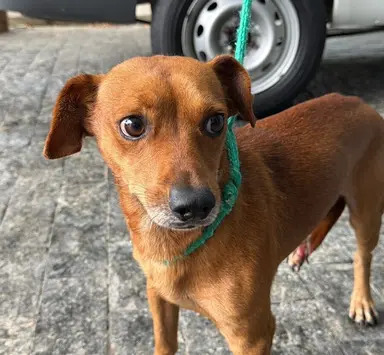 Cachorro Tino disponível para adoção pela Fujama em Jaraguá do Sul