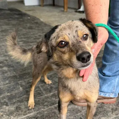 Cachorro Veron disponível para adoção pela Fujama em Jaraguá do Sul