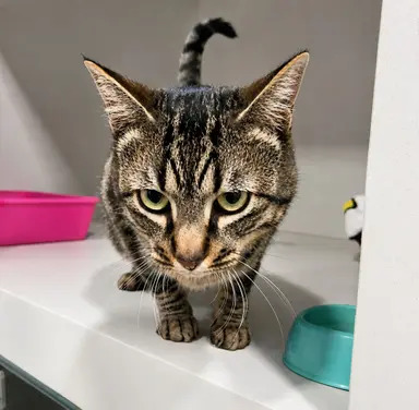 Gato Zurick disponível para adoção pela Fujama em Jaraguá do Sul